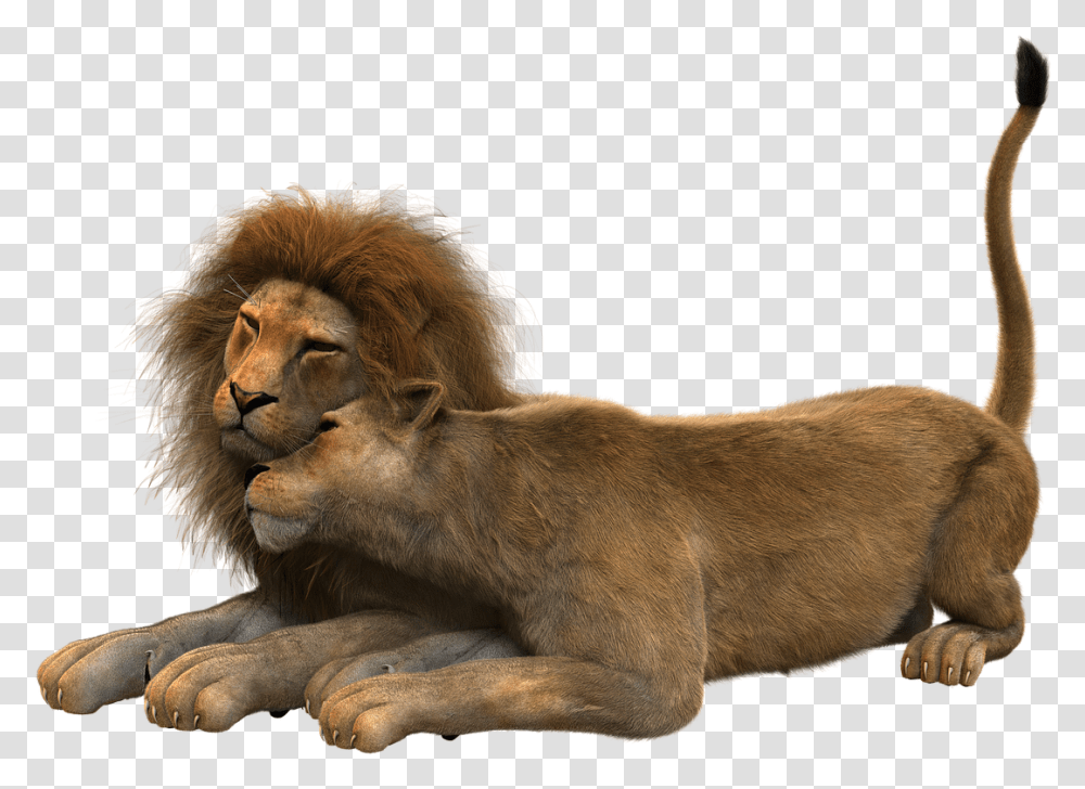 Lion Couple, Wildlife, Mammal, Animal, Dog Transparent Png