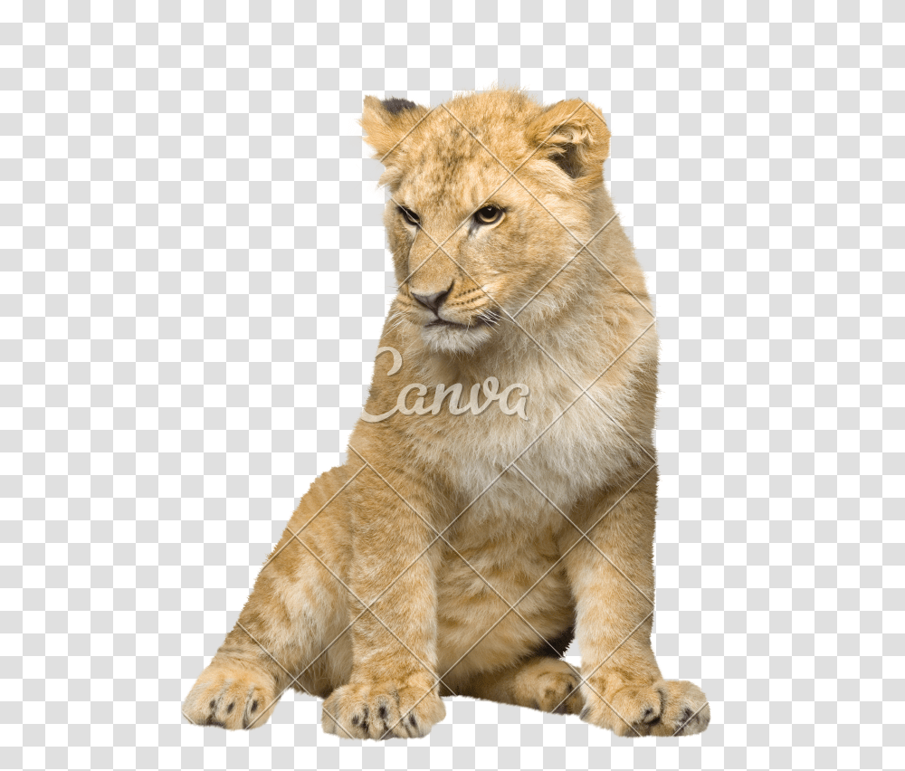 Lion Cub Clipart Lion Cub Background, Tiger, Wildlife, Mammal, Animal Transparent Png