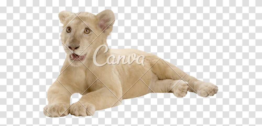 Lion Cub, Dog, Pet, Canine, Animal Transparent Png