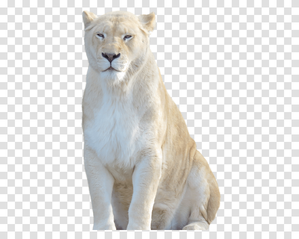 Lion Cub White Lion Background, Wildlife, Mammal, Animal Transparent Png