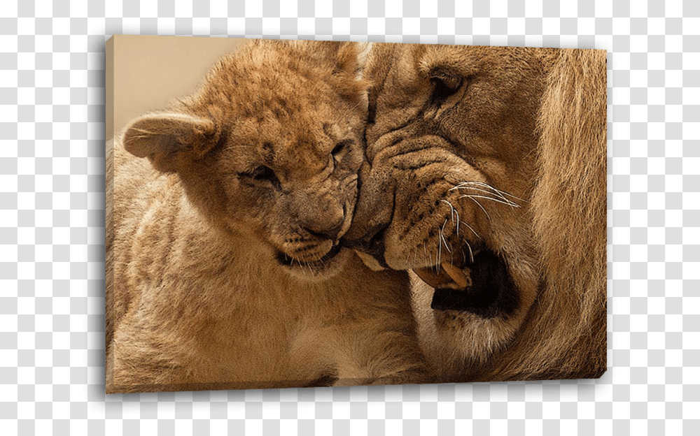 Lion Cub, Wildlife, Mammal, Animal Transparent Png