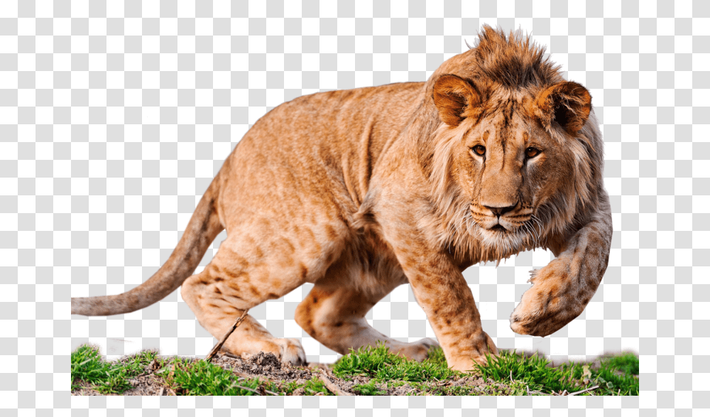 Lion Desktop Wallpaper 4k Resolution High Definition Lion High Resolution Images, Wildlife, Mammal, Animal Transparent Png