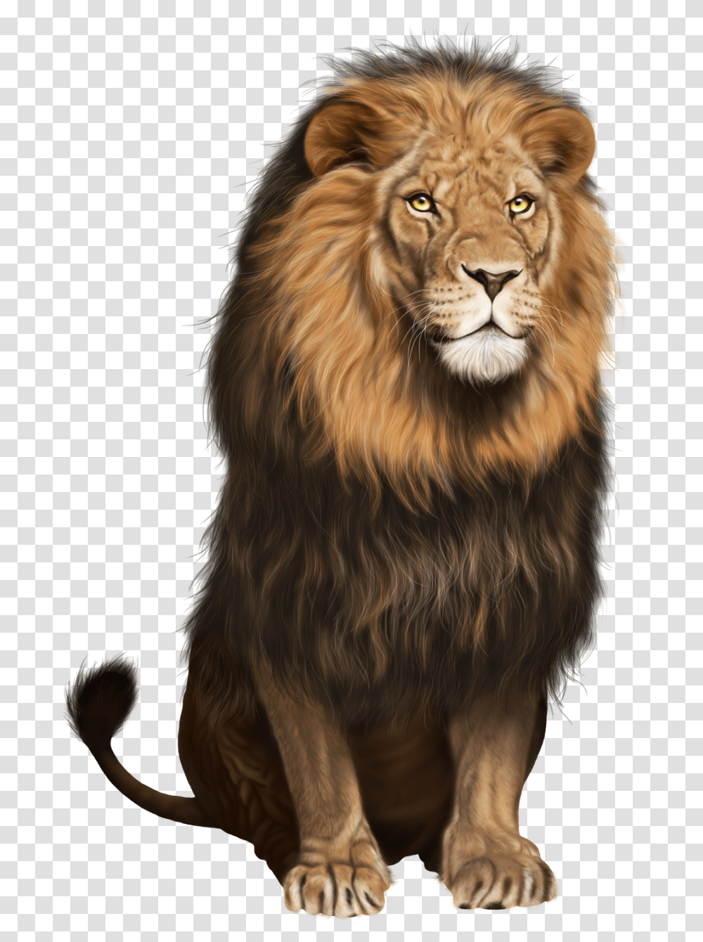 Lion, Dog, Pet, Canine, Animal Transparent Png