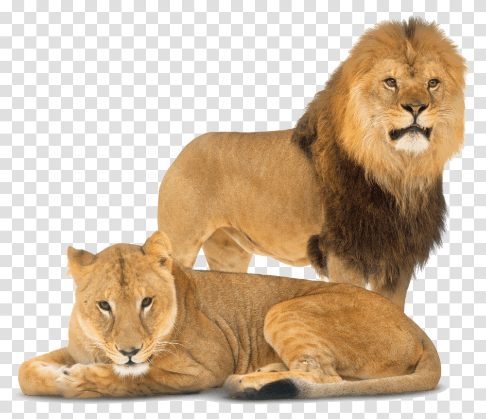 Lion Dorling Kindersley Big Cats Book Transparent Png