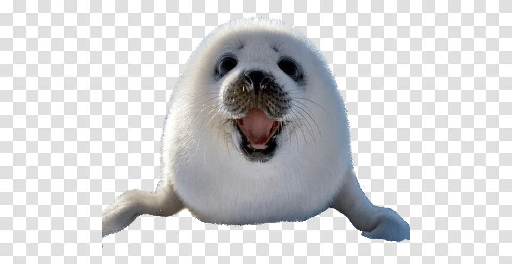 Lion Emoji, Seal, Mammal, Sea Life, Animal Transparent Png
