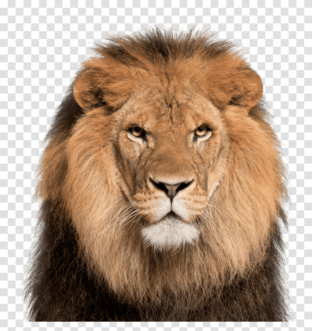 Lion Face White Background Download Lion Face, Wildlife Transparent Png