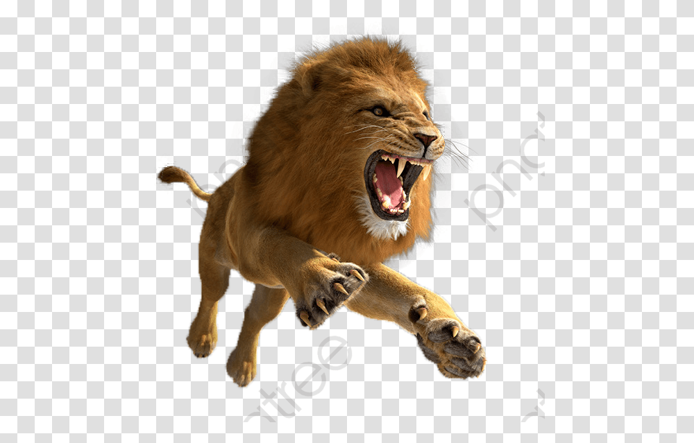 Lion Format Category Lion, Wildlife, Mammal, Animal, Dog Transparent Png