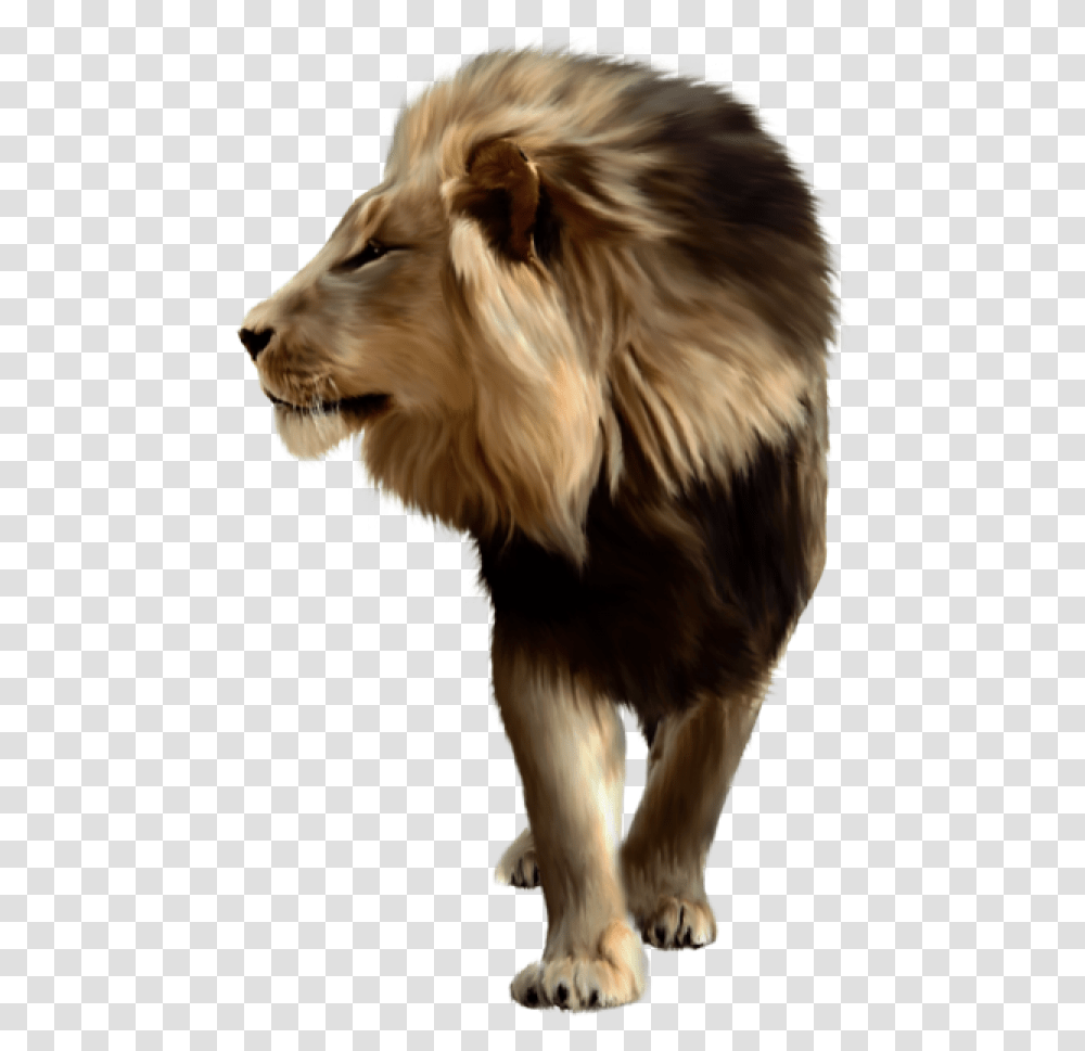 Lion Free Lion For Picsart, Dog, Pet, Canine, Animal Transparent Png
