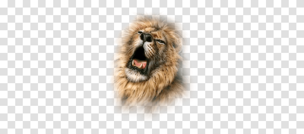 Lion Freetoedit Lion, Wildlife, Animal, Tiger, Mammal Transparent Png
