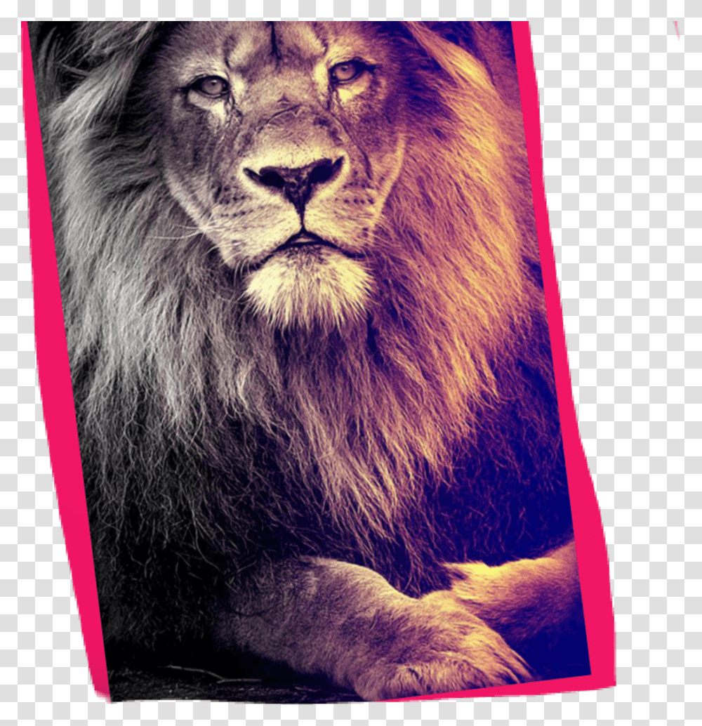 Lion Hd Wallpaper Iphone, Wildlife, Mammal, Animal, Bear Transparent Png