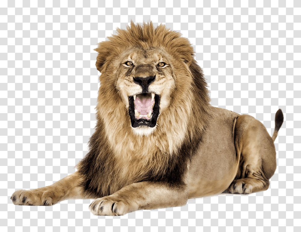 Lion Hd, Wildlife, Mammal, Animal Transparent Png