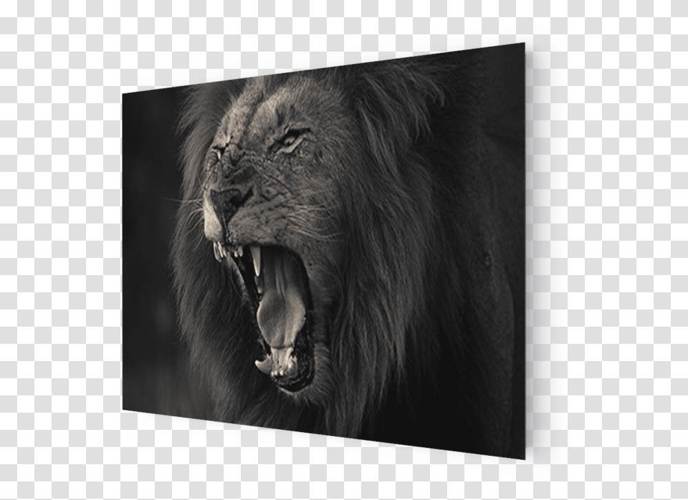 Lion Head Roar Cat Yawns, Wildlife, Animal, Mammal, Elephant Transparent Png
