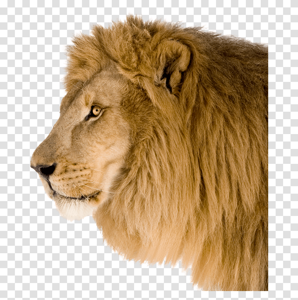 Lion Head Side, Wildlife, Mammal, Animal Transparent Png