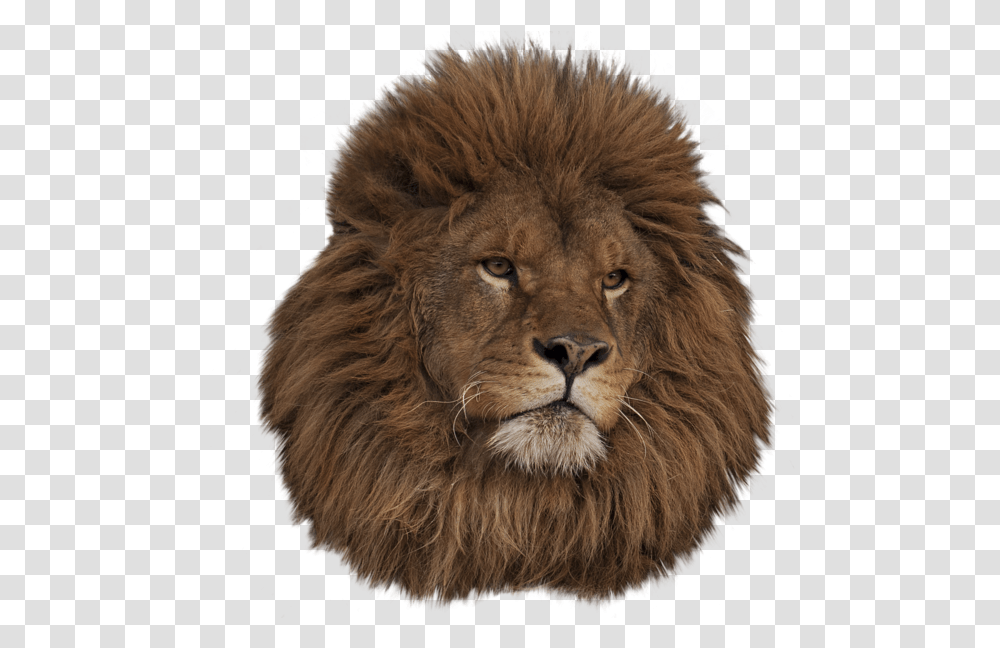 Lion Head Tumblr Download Animal, Wildlife, Mammal,  Transparent Png