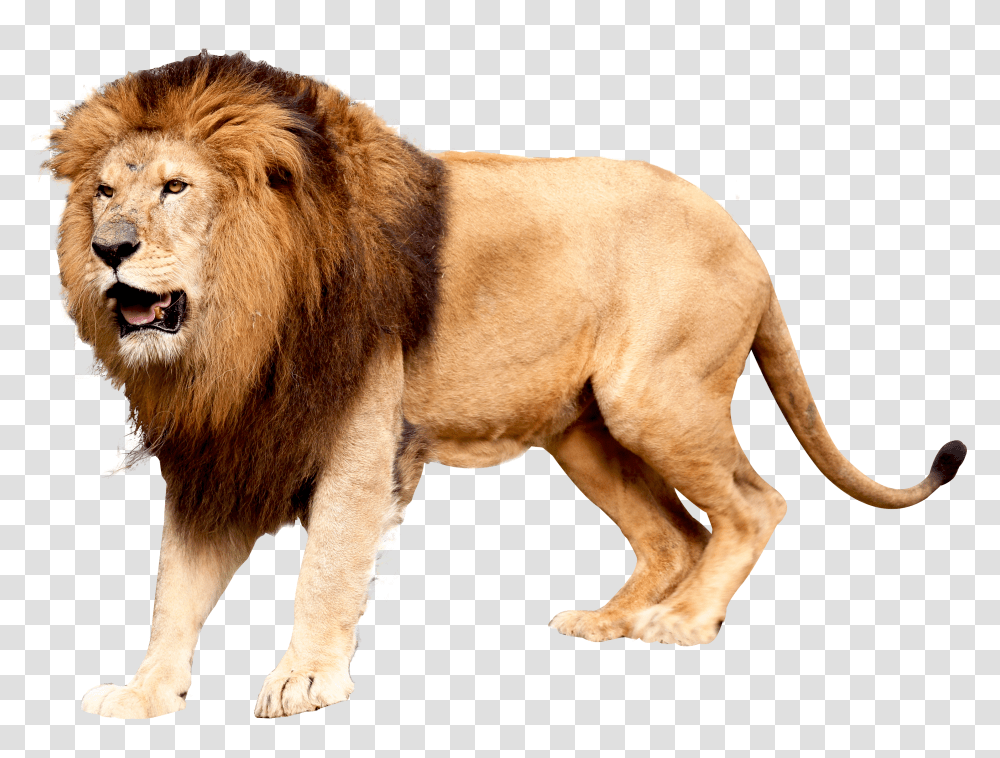 Lion Image, Animals Transparent Png
