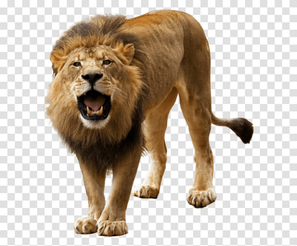 Lion Image Background Lion, Wildlife, Mammal, Animal, Dog Transparent Png