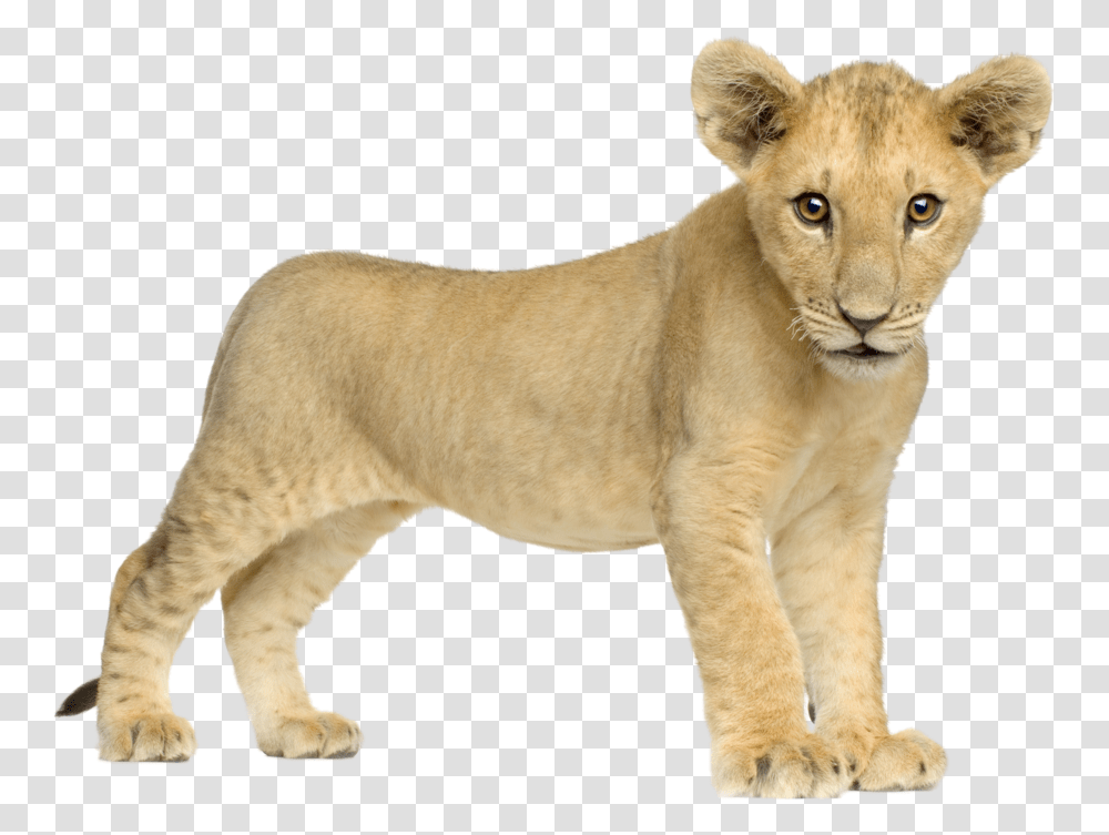 Lion Image Free Image Download Picture Lions Lion Cub, Wildlife, Mammal, Animal, Dog Transparent Png