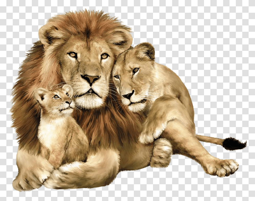 Lion Image Free Image Download Picture Lions Lion Lioness And Cub, Wildlife, Mammal, Animal, Cat Transparent Png