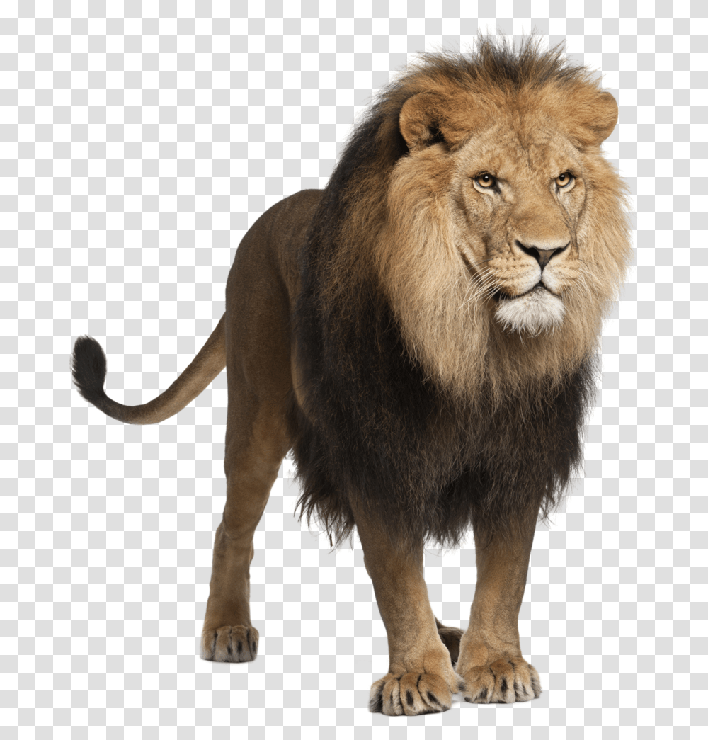 Lion Image Free Image Download Picture Lions Panthera Leo, Wildlife, Mammal, Animal Transparent Png