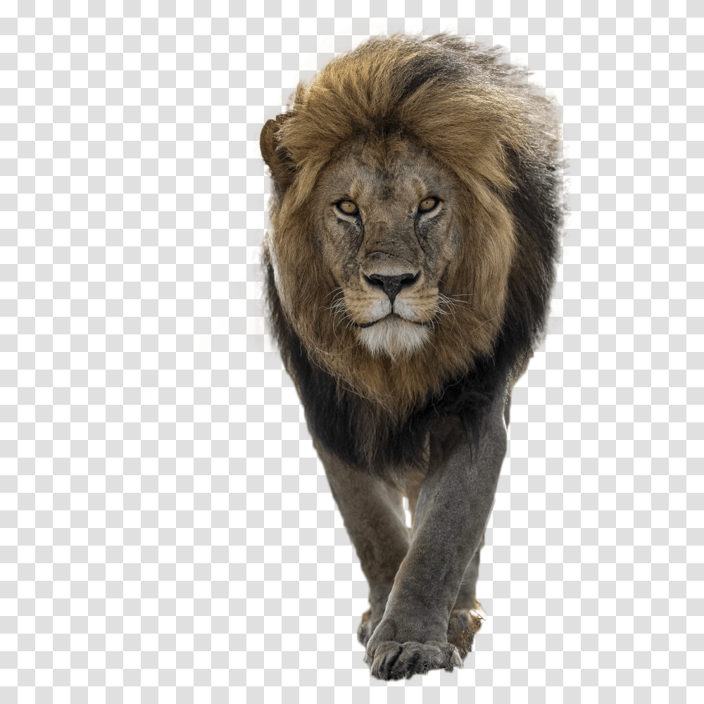 Lion Image Handsome Lion, Wildlife, Mammal, Animal Transparent Png