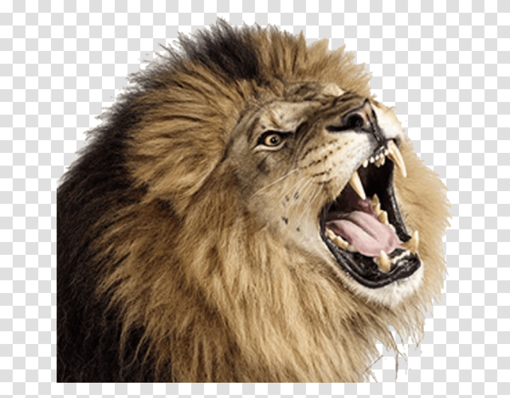 Lion Image Lion Roaring Background, Wildlife, Mammal, Animal, Panther Transparent Png