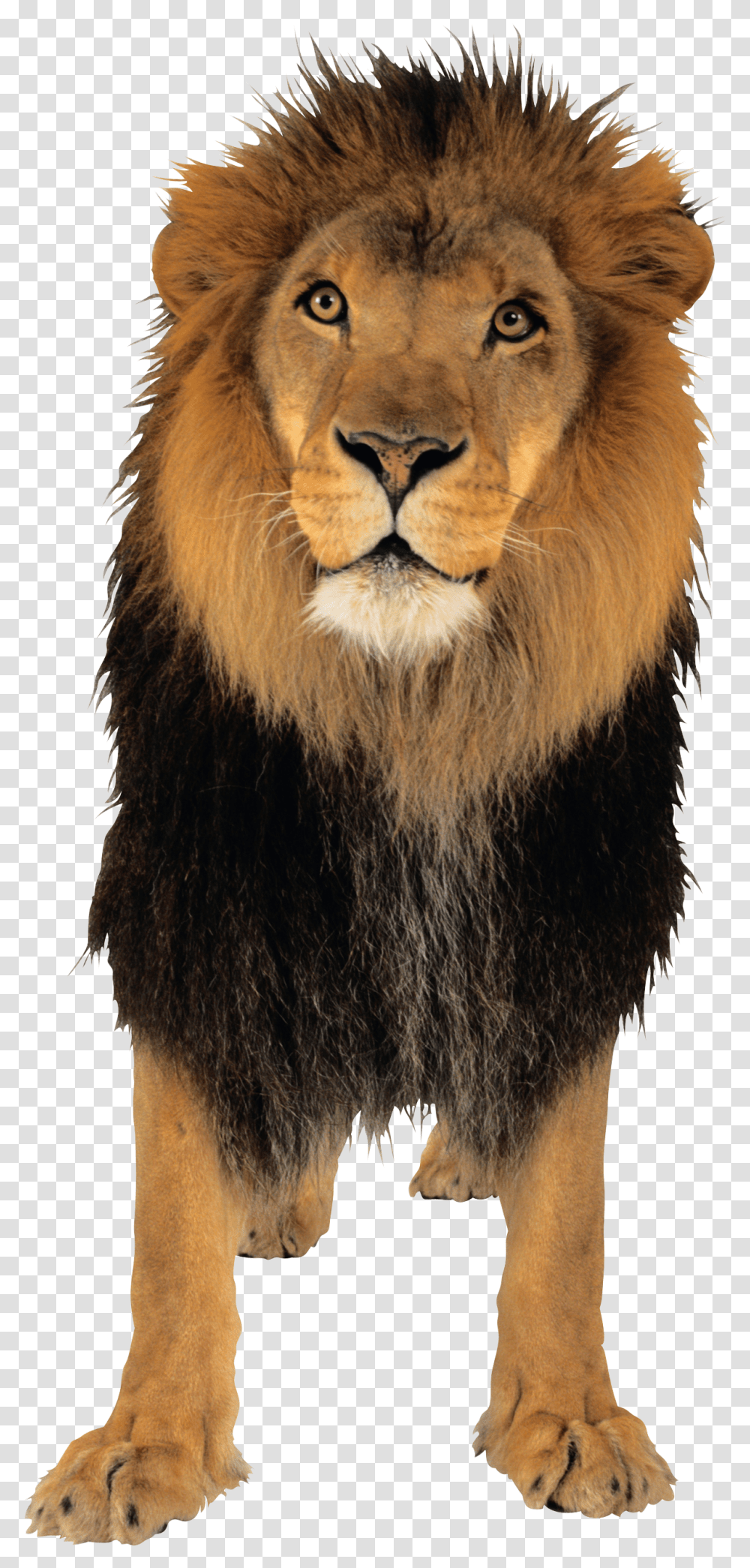 Lion Image Lion Small Transparent Png