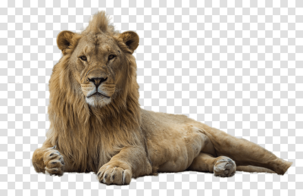 Lion Image Lion, Wildlife, Mammal, Animal Transparent Png