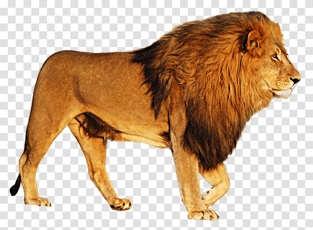Lion Image Lion With No Background Transparent Png