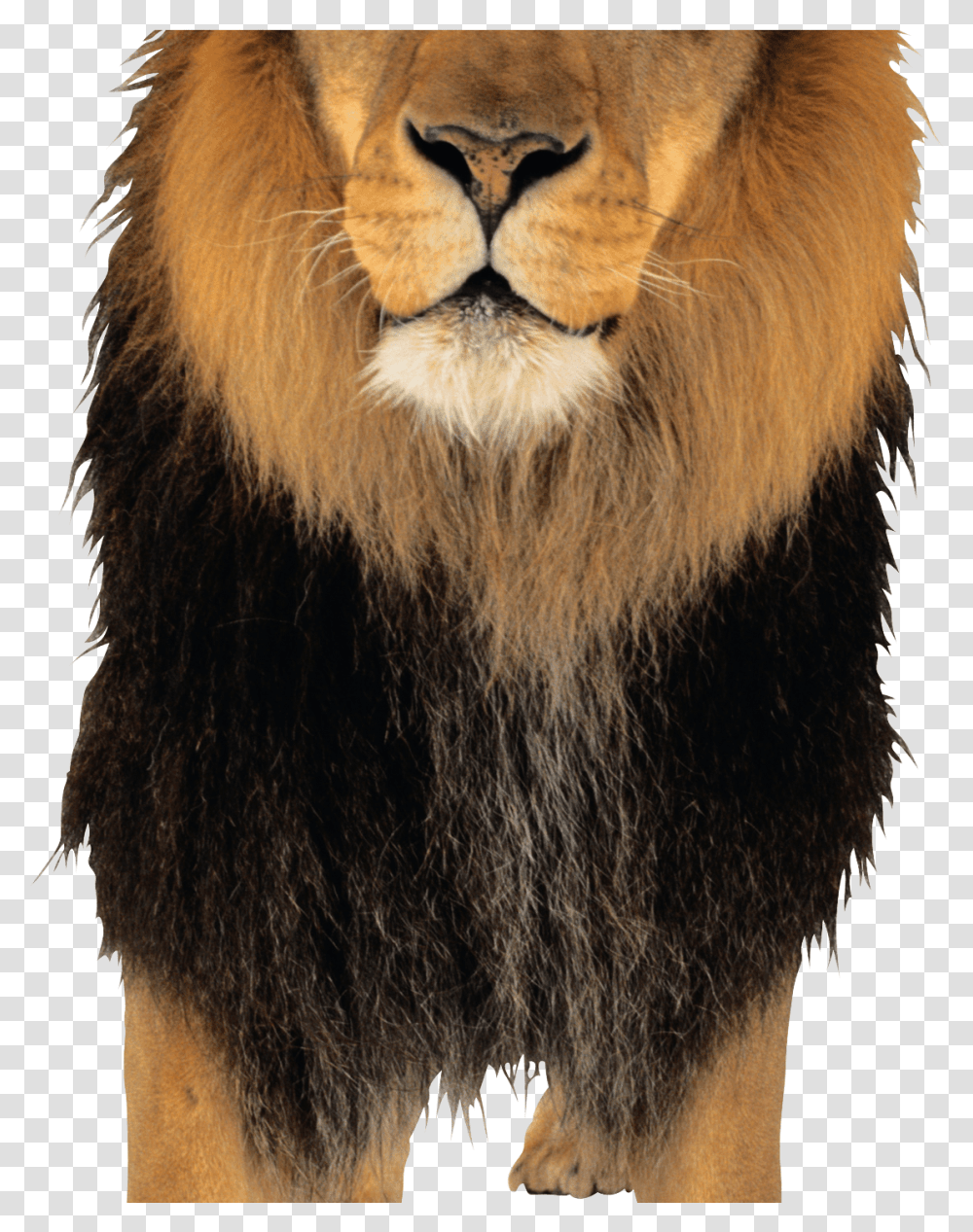 Lion Image, Wildlife, Animal, Mammal Transparent Png