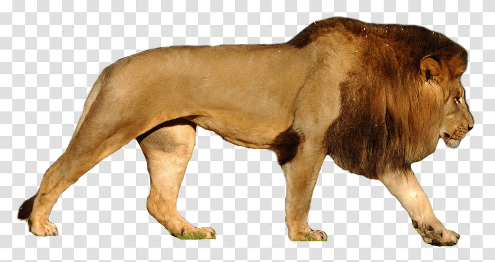 Lion Images Free Download Lions Animal Kingdom Adyar Chennai, Mammal, Wildlife, Dog, Pet Transparent Png