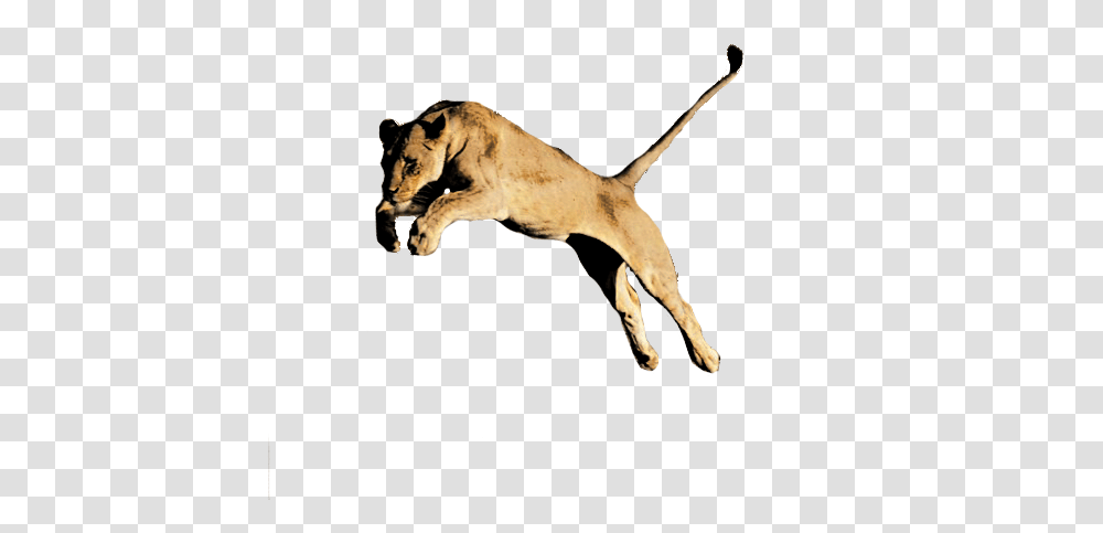 Lion Images, Mammal, Animal, Wildlife, Dog Transparent Png