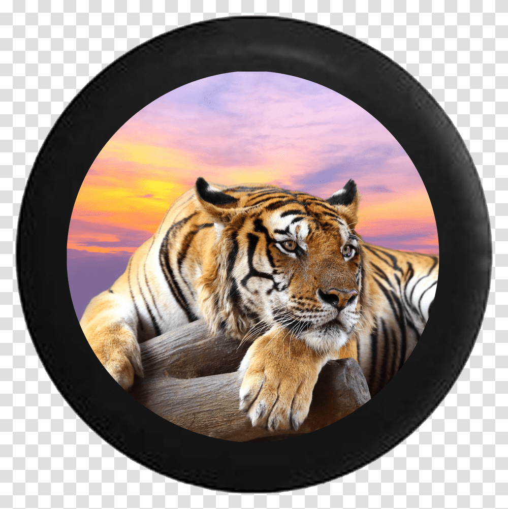 Lion Jungle Cat Sunset Sky On Log Jeep Camper Spare Transparent Png