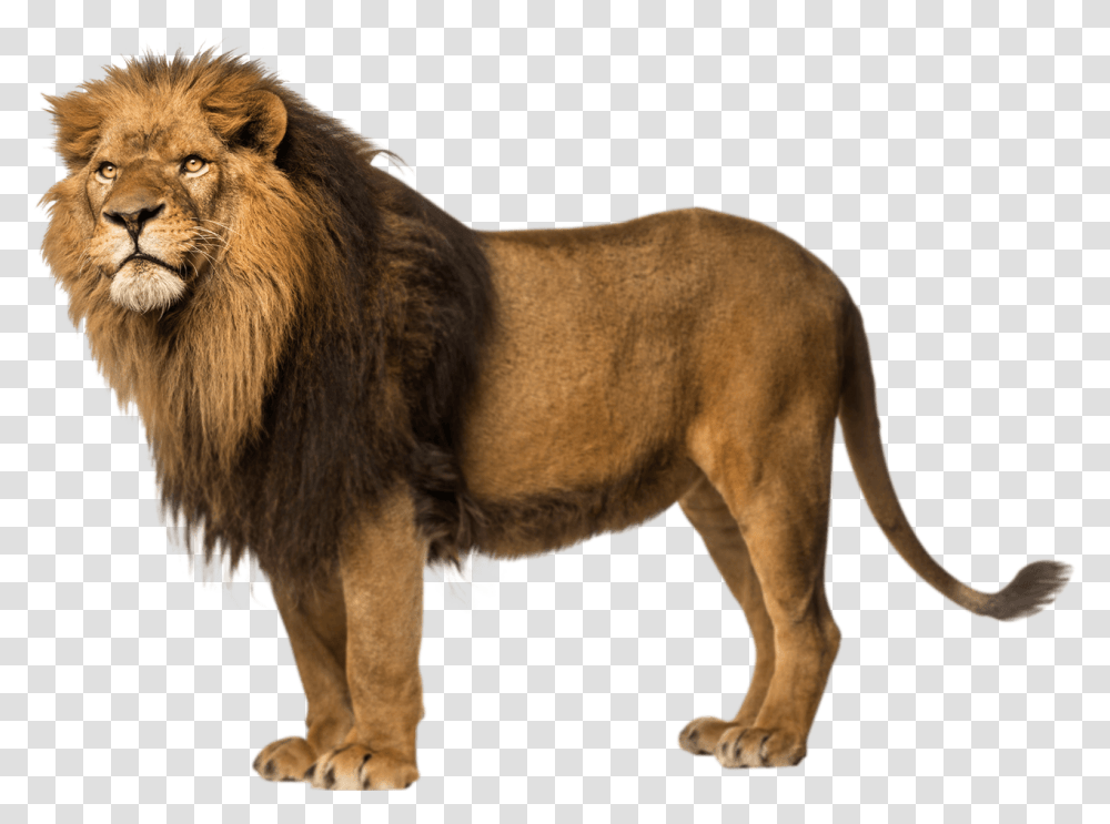 Lion Left Looking Wild Animals With Names, Wildlife, Mammal Transparent Png