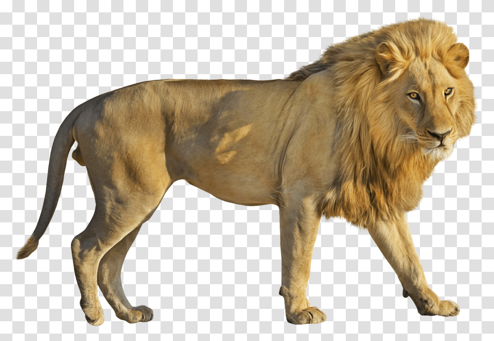 Lion Lion Gif No Background, Wildlife, Mammal, Animal, Dog Transparent Png
