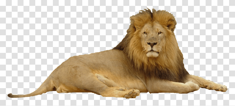 Lion Lion In Top Hat, Wildlife, Mammal, Animal Transparent Png