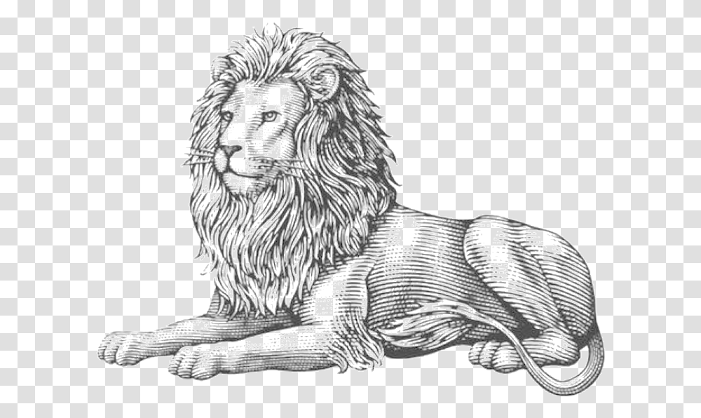 Lion Lion Is A Lover Illustration, Tiger, Wildlife, Mammal, Animal Transparent Png