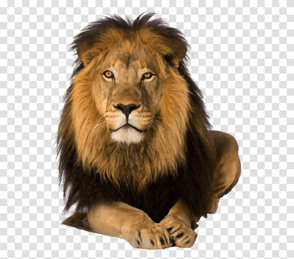 Lion Lion On Background, Wildlife, Mammal, Animal Transparent Png