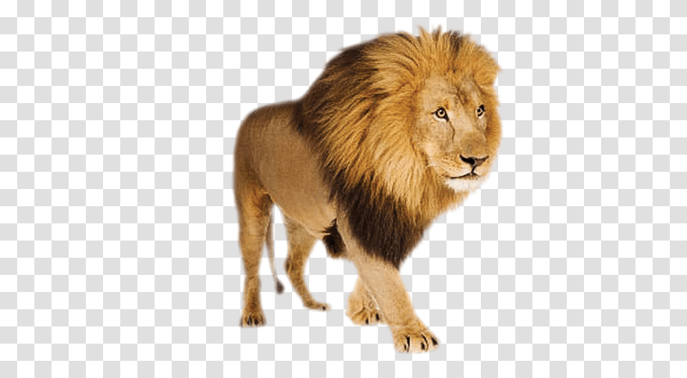 Lion Lion White Background, Pig, Mammal, Animal, Wildlife Transparent Png