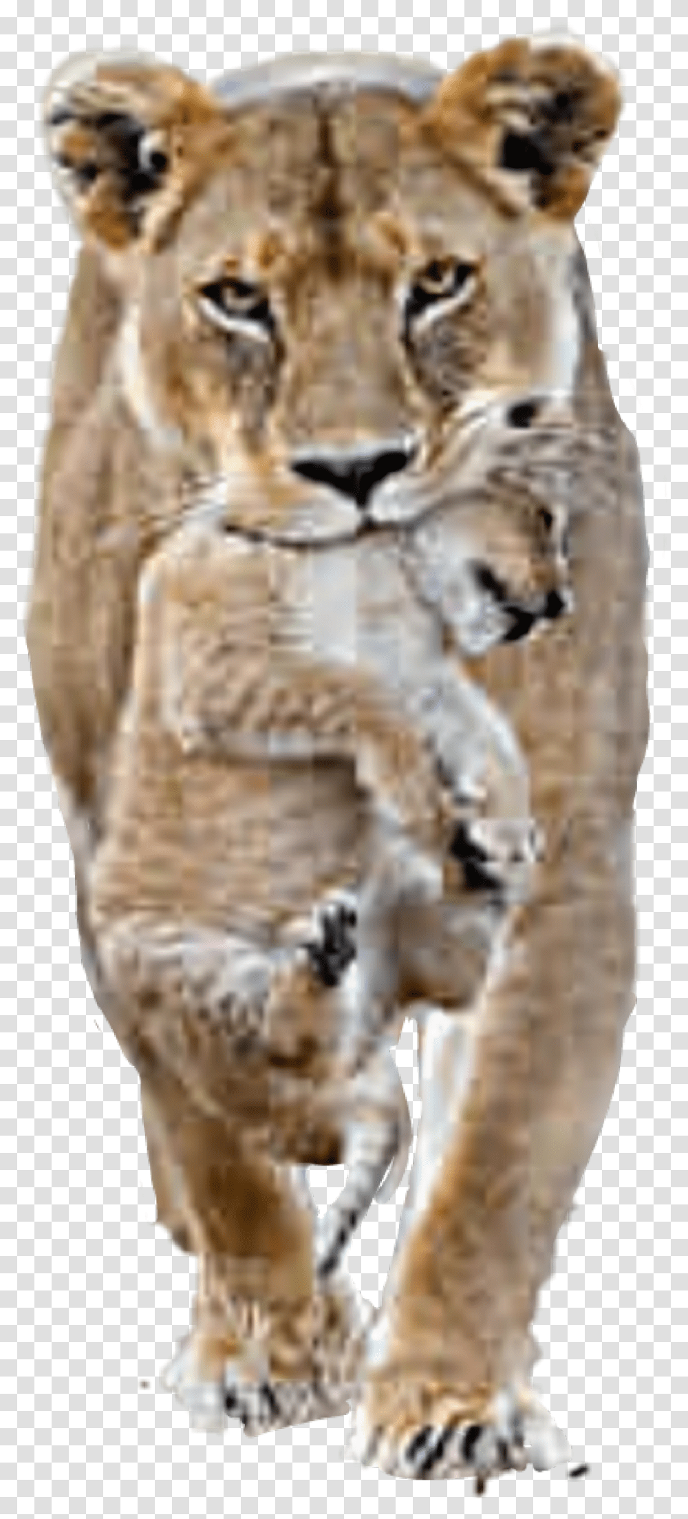 Lion Lioness Cub Male Female Lion Lions, Animal, Mammal, Wildlife, Cheetah Transparent Png