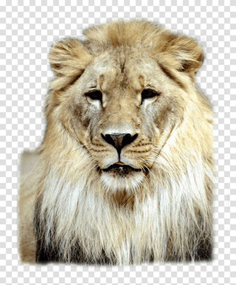 Lion Lions Lionking Has Have For Grade, Wildlife, Mammal, Animal Transparent Png