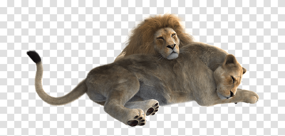 Lion Male And Female, Wildlife, Mammal, Animal Transparent Png