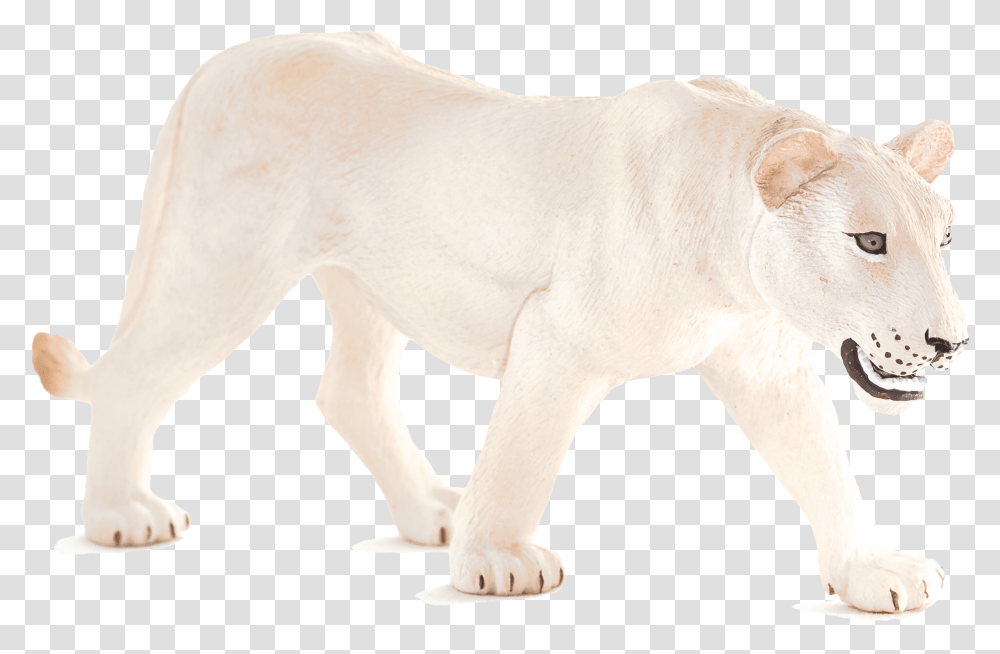 Lion, Mammal, Animal, Canine, Pet Transparent Png