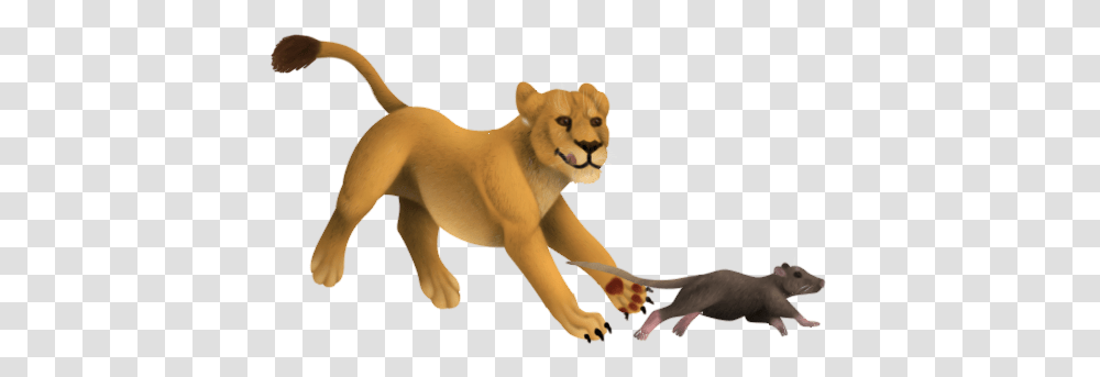 Lion, Mammal, Animal, Wildlife, Cougar Transparent Png