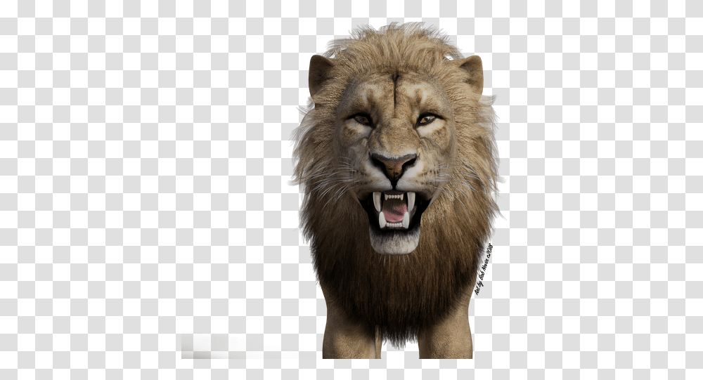 Lion Masai Lion, Wildlife, Mammal, Animal Transparent Png
