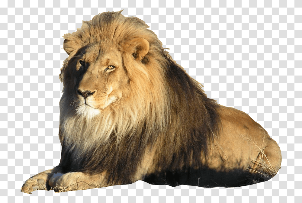 Lion On Background, Wildlife, Mammal, Animal Transparent Png