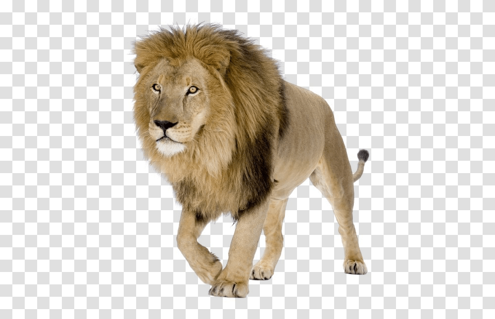 Lion Pic Background Lions, Wildlife, Mammal, Animal, Dog Transparent Png