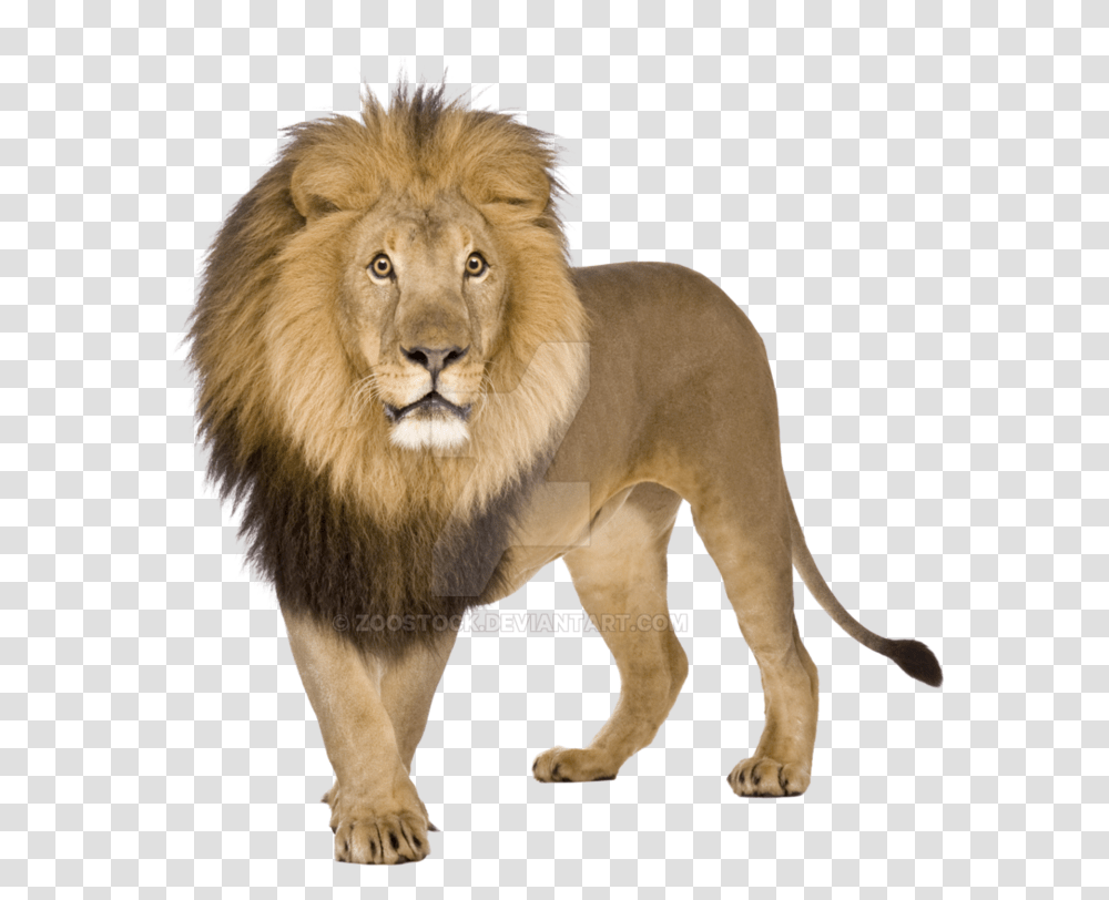 Lion Pictures White Background, Wildlife, Mammal, Animal, Dog Transparent Png