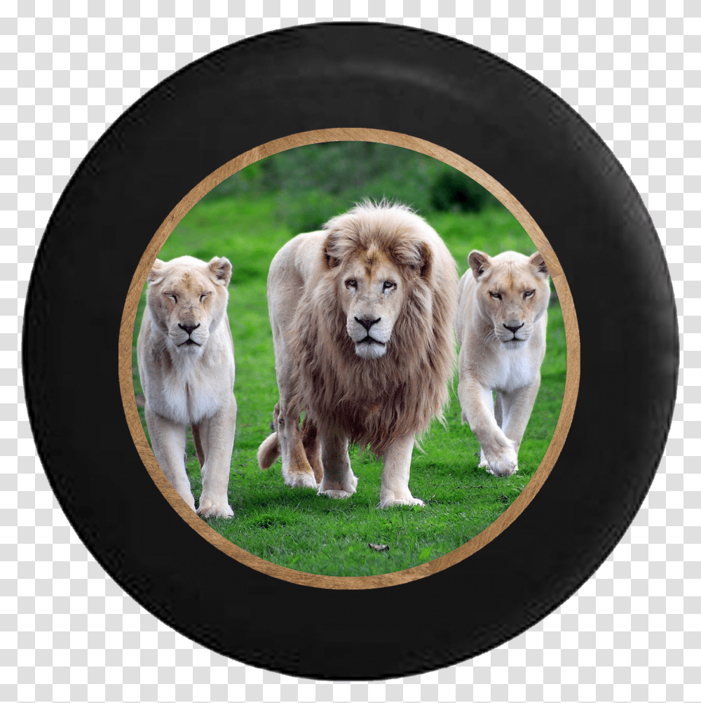 Lion Pride Full Mane With Lioness And Cub Jeep Camper Lion With His Family, Dog, Pet, Canine, Animal Transparent Png