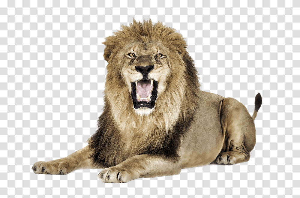 Lion Psd Files Download, Wildlife, Mammal, Animal, Dog Transparent Png