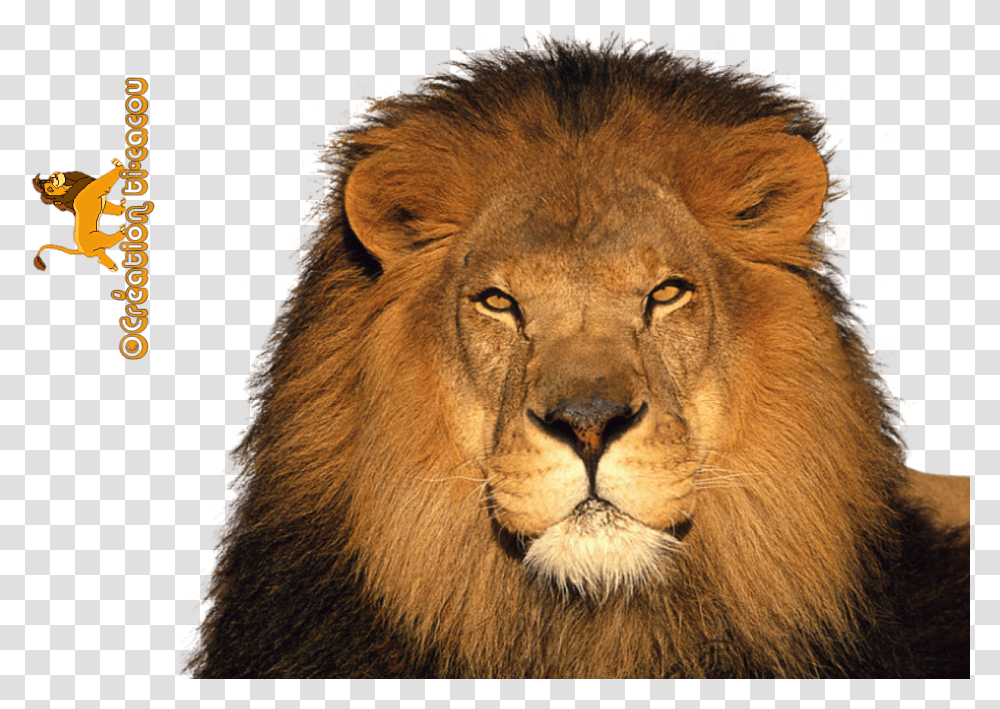 Lion Render Lion Render, Wildlife, Mammal, Animal Transparent Png